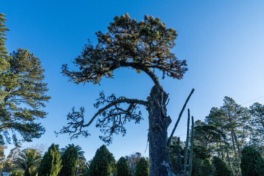 Pinheiro em ch&aacute;cara em Bag&eacute;, Rio Grande do Sul, Brasil.