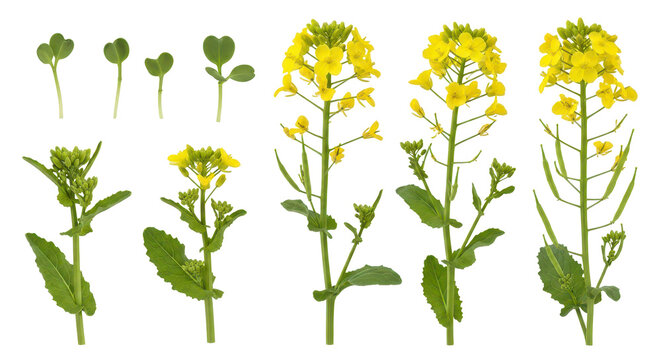 Brassica napus Plant Growth Stages: Seedling to Flowering Development (200 chars)
