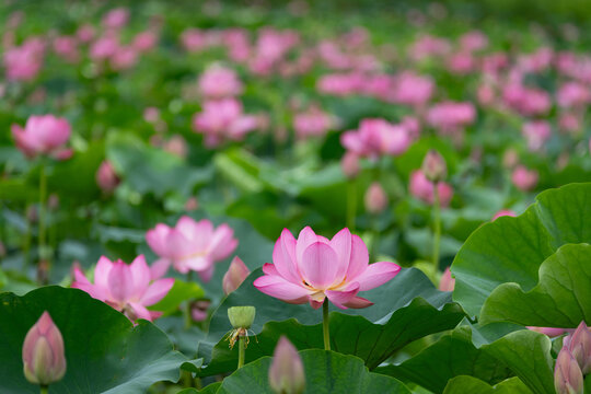 蓮池