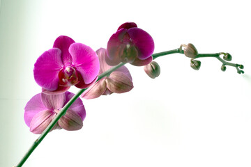 Fototapeta premium A houseplant, Phalaenopsis orchid.