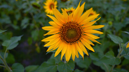 Obraz premium Radiant Sunflower in Natural Green Backdrop