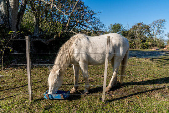 Cavalos em ch&aacute;cara, Bag&eacute;, Rio Grande do Sul, Brasil.