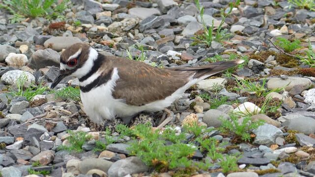 Killdeer Bird Returning to Nest and Incubating Eggs