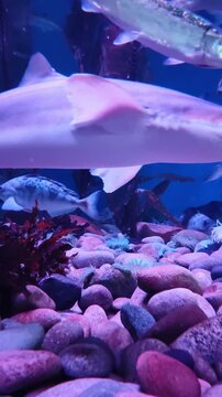graceful smooth hound shark swimming with other fish over rocky seabed in large aquarium. marine life calmly inhabiting their underwater ecosystem with seaweed and beautiful purple light. vertical.