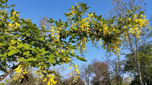 Laburnum anagyroides Cytisus laburnum, common laburnum, golden chain or golden rain, is a species of flowering plant in the subfamily Faboideae, and genus Laburnum. Yellow flowers in spring. Blue Sky