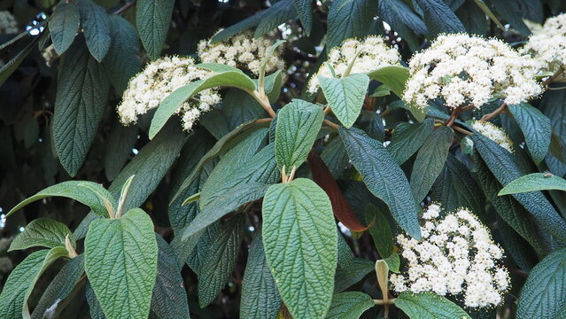 Viburnum rhytidophyllum or leatherleaf viburnum is species of flowering plant in Viburnaceae. Vigorous, coarsely textured evergreen shrub with fragrant creamy-white flowers bloom in cluster in spring.