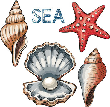 Red octopus, seashells, starfish, and conch shells