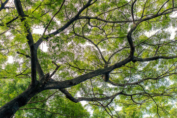 Fototapeta premium Low angle view looking up through lush green tree canopy and dark branches against bright sky. Natural foliage background for environment, eco-friendly concepts, and graphic design.