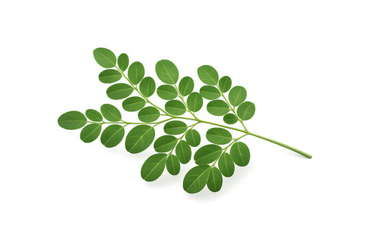Moringa leaves isolated on transparent background 