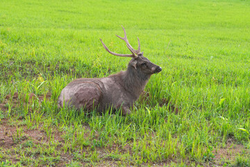 Fototapeta premium A mature male deer on green grass.