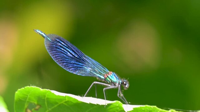 video of a beautiful dragonfly in summer