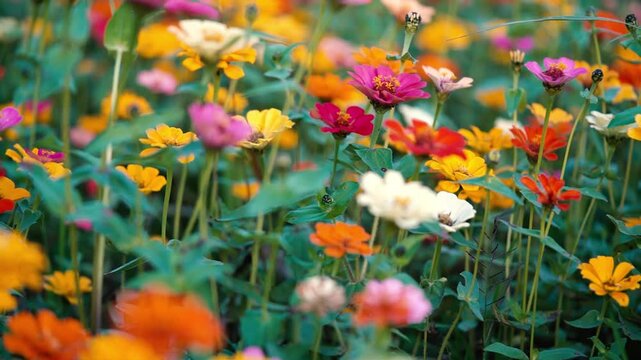Colorful zinnia flowers blooming in a summer garden