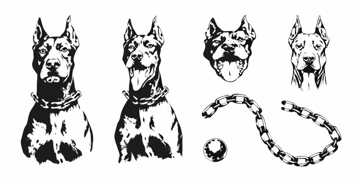 Doberman Pinscher Illustrations With Chains Black And White Vector Graphics