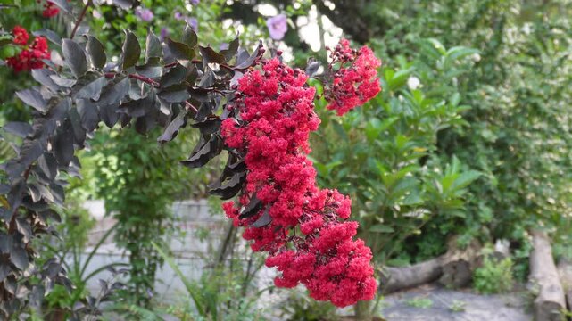Vibrant Red Crape Myrtle Blossoms Blooming in Lush Garden Setting