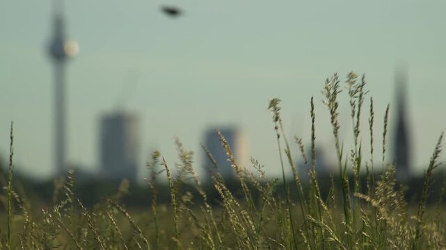 Berlin downtown blurred grass foreground slow motion 