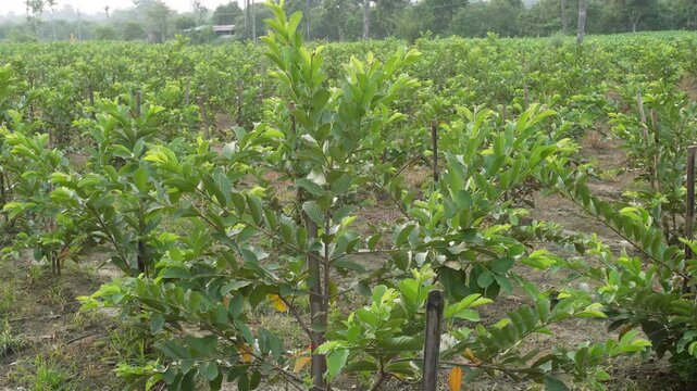 Cultivated Farmland with Rows of Young Green Guava Plants