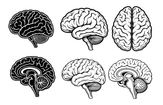 Human Brain Anatomy Shown in Six Different Detailed Vector Illustrations Featuring Various Lateral, Sagittal, and Superior Views for Medical Study and Education