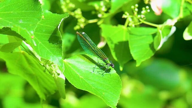 video of a beautiful dragonfly in summer