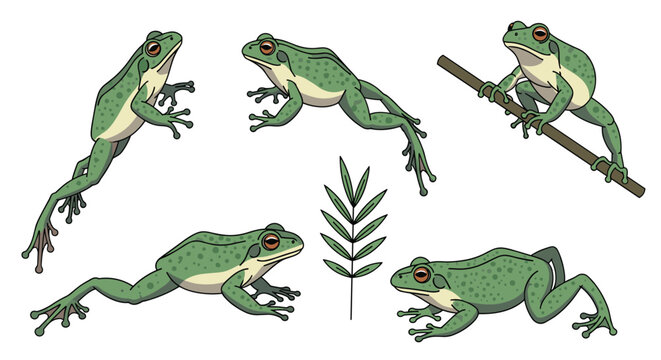 Detailed set of green pond frogs shown in different active positions such as jumping and climbing.