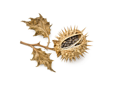 Dried datura stramonium isolated on white background.