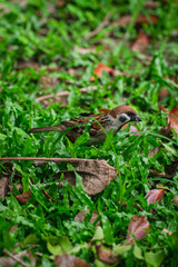 Obraz premium sparrow on the grass