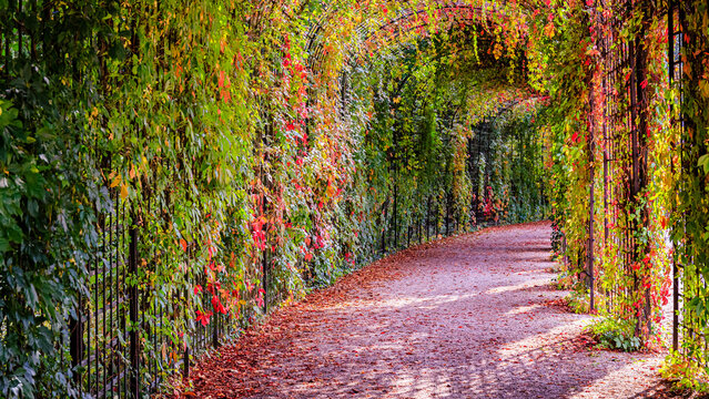 Colorful path surrounded by leaves at a garden in autumn with a clear sky above