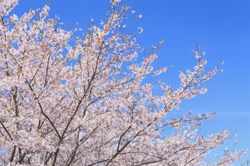 Fototapeta premium 桜と青空