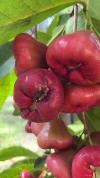 4K Close Up of Red Wax Apple Fruit on Tree Branch Tropical Rose Apple in Natural Sunlight
