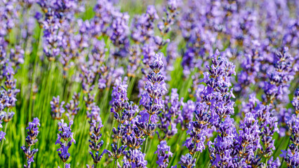 Fototapeta premium Lavender field full of blooming flowers in a garden during the summer afternoon in a rural area