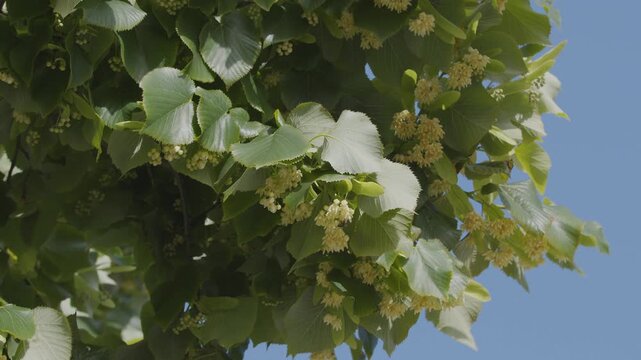 Close-up video of a blooming linden tree with delicate yellow flowers and green leaves waving in the wind.