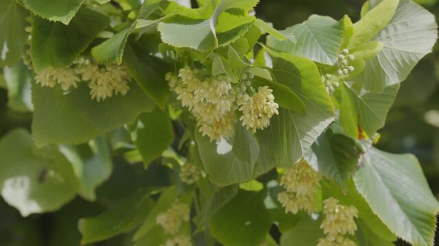 Close-up video of a blooming linden tree with delicate yellow flowers and green leaves waving in the wind.