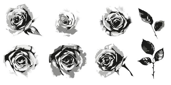 Gray Scale Rose Illustrations Collection Vector Art With White Background