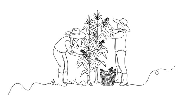 Two farmers wearing straw hats harvesting fresh corn cobs from tall plants, simple line drawing. Vector illustration
