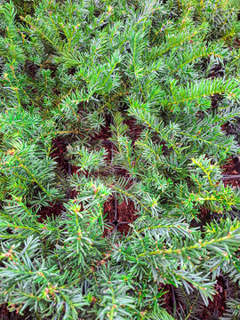 View of many small green yew saplings growing in nursery pots at a plant nursery in springtime setting