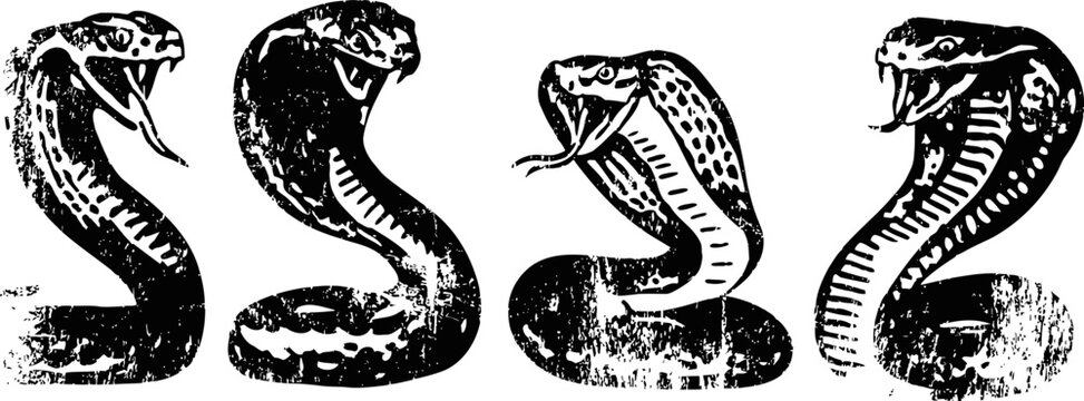Fierce black and white cobra illustrations showing various aggressive poses and hissing snakes