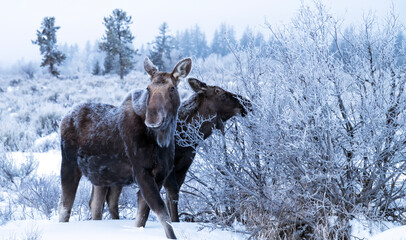 Cow & calf moose (Alces alces)  Grand Teton NP  Wyoming © Tom