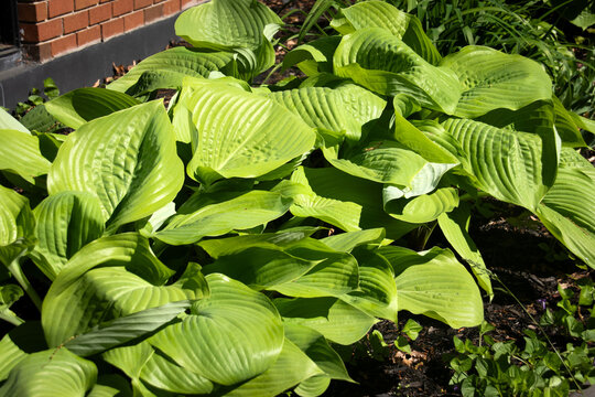 Bush Hosta Sum and Substance  - plant closeup perennial giant hosta garden plant