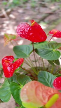Close Up High quality Anthurium Flower Video with Glossy Red Spathe and Green Leaves.