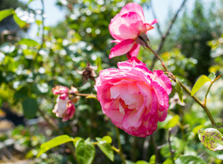 Obraz premium roses
