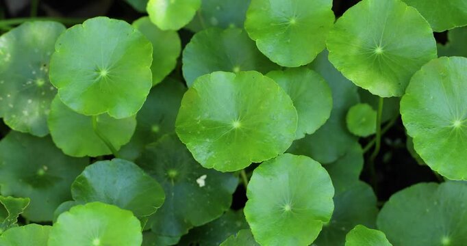 Close-up video of fresh Centella asiatica leaves, herbal medicine and wellness concept.
