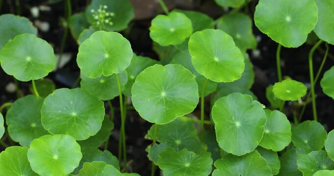 Close-up video of fresh Centella asiatica leaves, herbal medicine and wellness concept.