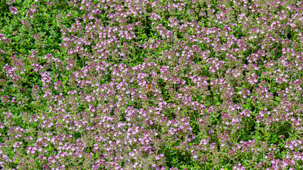 Fototapeta premium Field of small purple flowers blooms under bright sunlight in a garden during spring