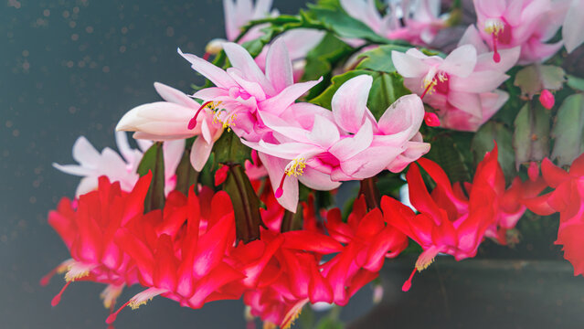 Colorful flowers bloom with pink and red petals in a green leaf arrangement during daytime indoors