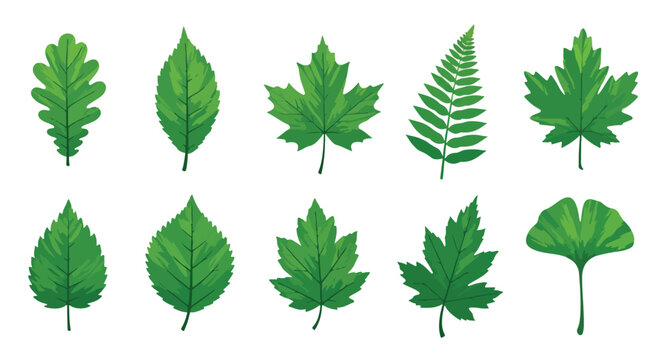 Collection of various green tree leaves isolated on white background
