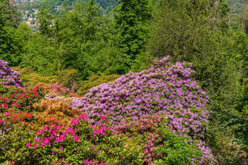 Obraz premium Colorful flowers bloom in a garden overlooking hills during sunny daylight hours in a warm season