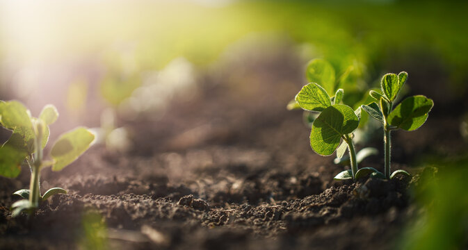 Young soybean seedlings growing in fertile soil at sunrise with copy space