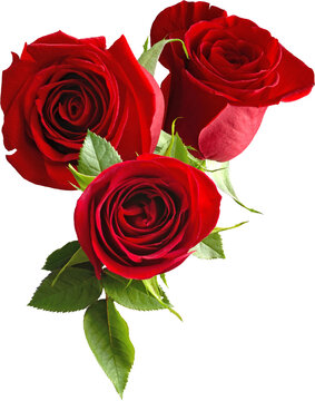 Three red roses with green leaves in a cluster isolated on transparent background