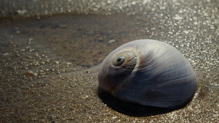 Minimalist zen concept of a moon snail shell on a wet sand beach with copy space during golden hour sunset © YIJIA
