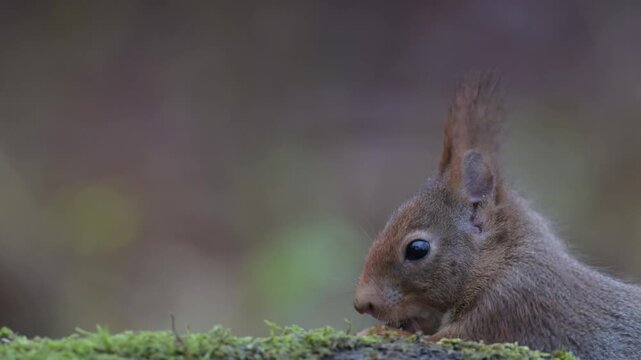 Red squirrel sits on dead wood with moss and searches for food, head portrait, close up, european red squirrel, winter, north rhine westphalia, (sciurus vulgaris), germany