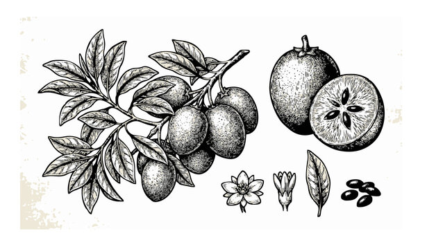 Sapodilla Engraving Manilkara Zapota Vintage Botanical Vector IllustrationUntitled design - 3